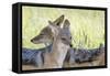 Africa, Namibia, Etosha National Park. Two Black Backed Jackals-Jaynes Gallery-Framed Stretched Canvas