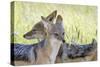 Africa, Namibia, Etosha National Park. Two Black Backed Jackals-Jaynes Gallery-Stretched Canvas