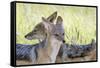 Africa, Namibia, Etosha National Park. Two Black Backed Jackals-Jaynes Gallery-Framed Stretched Canvas