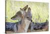 Africa, Namibia, Etosha National Park. Two Black Backed Jackals-Jaynes Gallery-Stretched Canvas