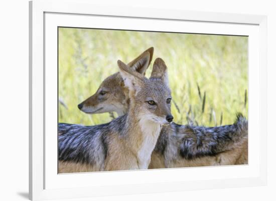 Africa, Namibia, Etosha National Park. Two Black Backed Jackals-Jaynes Gallery-Framed Photographic Print