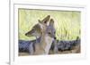 Africa, Namibia, Etosha National Park. Two Black Backed Jackals-Jaynes Gallery-Framed Photographic Print