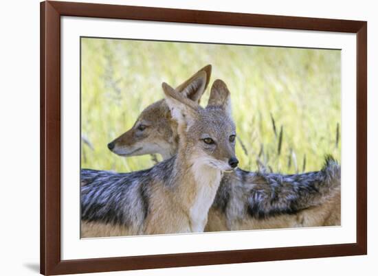 Africa, Namibia, Etosha National Park. Two Black Backed Jackals-Jaynes Gallery-Framed Photographic Print