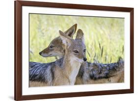 Africa, Namibia, Etosha National Park. Two Black Backed Jackals-Jaynes Gallery-Framed Photographic Print