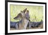 Africa, Namibia, Etosha National Park. Two Black Backed Jackals-Jaynes Gallery-Framed Photographic Print