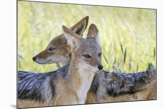 Africa, Namibia, Etosha National Park. Two Black Backed Jackals-Jaynes Gallery-Mounted Photographic Print