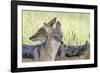 Africa, Namibia, Etosha National Park. Two Black Backed Jackals-Jaynes Gallery-Framed Photographic Print