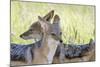 Africa, Namibia, Etosha National Park. Two Black Backed Jackals-Jaynes Gallery-Mounted Photographic Print