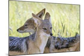 Africa, Namibia, Etosha National Park. Two Black Backed Jackals-Jaynes Gallery-Mounted Photographic Print