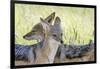 Africa, Namibia, Etosha National Park. Two Black Backed Jackals-Jaynes Gallery-Framed Photographic Print