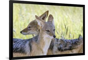 Africa, Namibia, Etosha National Park. Two Black Backed Jackals-Jaynes Gallery-Framed Photographic Print