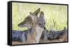 Africa, Namibia, Etosha National Park. Two Black Backed Jackals-Jaynes Gallery-Framed Stretched Canvas