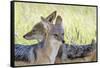 Africa, Namibia, Etosha National Park. Two Black Backed Jackals-Jaynes Gallery-Framed Stretched Canvas