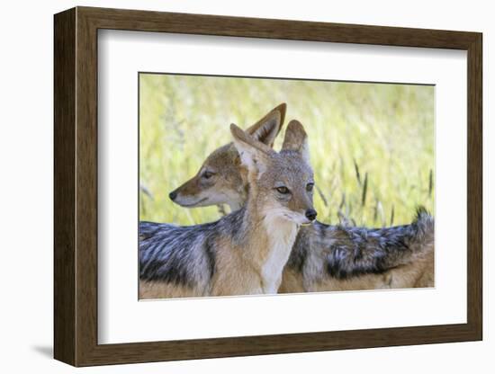 Africa, Namibia, Etosha National Park. Two Black Backed Jackals-Jaynes Gallery-Framed Photographic Print