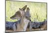 Africa, Namibia, Etosha National Park. Two Black Backed Jackals-Jaynes Gallery-Mounted Photographic Print