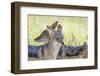 Africa, Namibia, Etosha National Park. Two Black Backed Jackals-Jaynes Gallery-Framed Premium Photographic Print