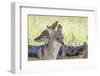 Africa, Namibia, Etosha National Park. Two Black Backed Jackals-Jaynes Gallery-Framed Premium Photographic Print