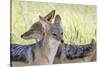 Africa, Namibia, Etosha National Park. Two Black Backed Jackals-Jaynes Gallery-Stretched Canvas