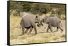 Africa, Namibia, Etosha National Park. Young elephants playing-Hollice Looney-Framed Stretched Canvas