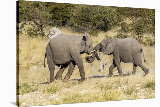 Africa, Namibia, Etosha National Park. Young elephants playing-Hollice Looney-Stretched Canvas
