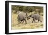 Africa, Namibia, Etosha National Park. Young elephants playing-Hollice Looney-Framed Photographic Print