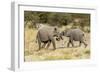 Africa, Namibia, Etosha National Park. Young elephants playing-Hollice Looney-Framed Photographic Print