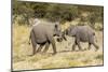 Africa, Namibia, Etosha National Park. Young elephants playing-Hollice Looney-Mounted Photographic Print