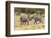 Africa, Namibia, Etosha National Park. Young elephants playing-Hollice Looney-Framed Photographic Print