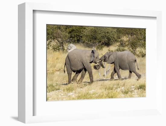 Africa, Namibia, Etosha National Park. Young elephants playing-Hollice Looney-Framed Photographic Print