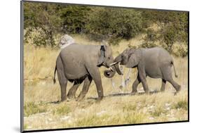 Africa, Namibia, Etosha National Park. Young elephants playing-Hollice Looney-Mounted Photographic Print