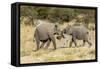 Africa, Namibia, Etosha National Park. Young elephants playing-Hollice Looney-Framed Stretched Canvas