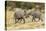 Africa, Namibia, Etosha National Park. Young elephants playing-Hollice Looney-Stretched Canvas