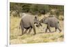 Africa, Namibia, Etosha National Park. Young elephants playing-Hollice Looney-Framed Photographic Print