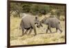 Africa, Namibia, Etosha National Park. Young elephants playing-Hollice Looney-Framed Photographic Print