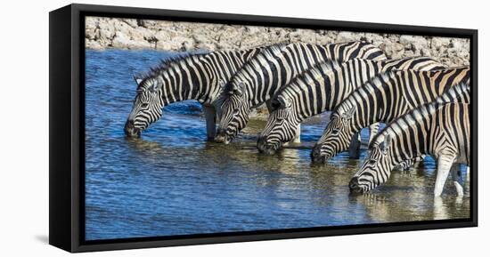 Africa, Namibia, Etosha National Park, Zebras at the Watering Hole-Hollice Looney-Framed Stretched Canvas