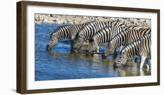 Africa, Namibia, Etosha National Park, Zebras at the Watering Hole-Hollice Looney-Framed Photographic Print