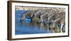 Africa, Namibia, Etosha National Park, Zebras at the Watering Hole-Hollice Looney-Framed Photographic Print