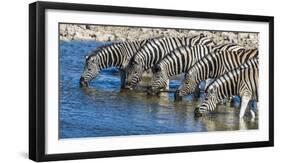 Africa, Namibia, Etosha National Park, Zebras at the Watering Hole-Hollice Looney-Framed Photographic Print