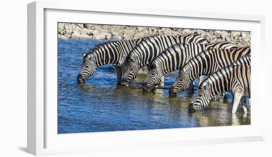 Africa, Namibia, Etosha National Park, Zebras at the Watering Hole-Hollice Looney-Framed Photographic Print