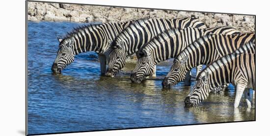Africa, Namibia, Etosha National Park, Zebras at the Watering Hole-Hollice Looney-Mounted Photographic Print