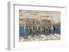 Africa, Namibia, Etosha National Park, Zebras at the Watering Hole-Hollice Looney-Framed Photographic Print