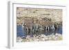 Africa, Namibia, Etosha National Park, Zebras at the Watering Hole-Hollice Looney-Framed Photographic Print