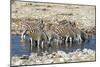 Africa, Namibia, Etosha National Park, Zebras at the Watering Hole-Hollice Looney-Mounted Photographic Print