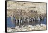 Africa, Namibia, Etosha National Park, Zebras at the Watering Hole-Hollice Looney-Framed Stretched Canvas