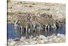 Africa, Namibia, Etosha National Park, Zebras at the Watering Hole-Hollice Looney-Stretched Canvas