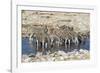 Africa, Namibia, Etosha National Park, Zebras at the Watering Hole-Hollice Looney-Framed Photographic Print