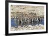 Africa, Namibia, Etosha National Park, Zebras at the Watering Hole-Hollice Looney-Framed Photographic Print