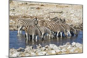 Africa, Namibia, Etosha National Park, Zebras at the Watering Hole-Hollice Looney-Mounted Photographic Print