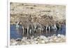 Africa, Namibia, Etosha National Park, Zebras at the Watering Hole-Hollice Looney-Framed Photographic Print