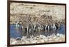 Africa, Namibia, Etosha National Park, Zebras at the Watering Hole-Hollice Looney-Framed Photographic Print